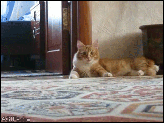Creeper-cat-walks-hind-legs