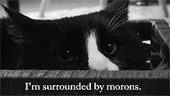 moroncat1029