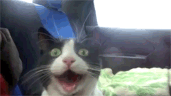 purejoycat1029
