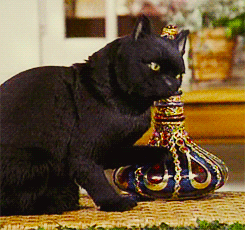 salemcat1029