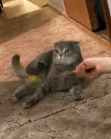 waitwhatcat1029