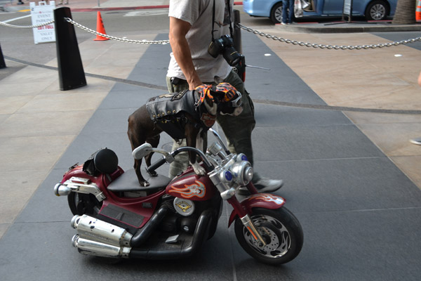 CCDogonBike12