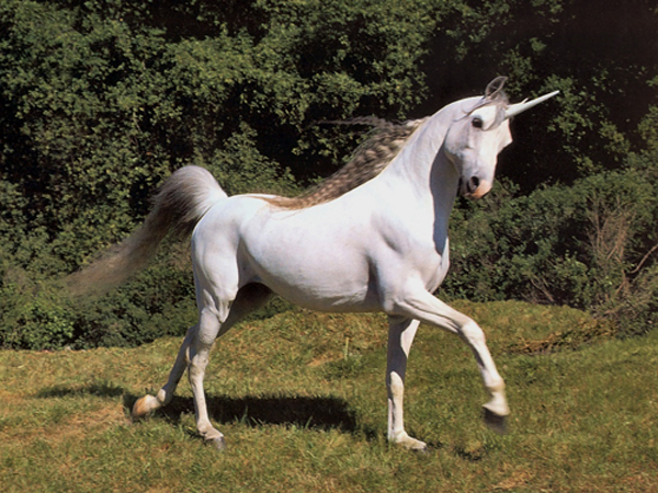 LonelyUnicornonGreenery