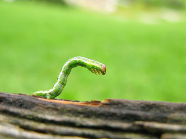 SpidermanInchworm