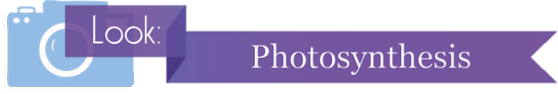 banner_photo