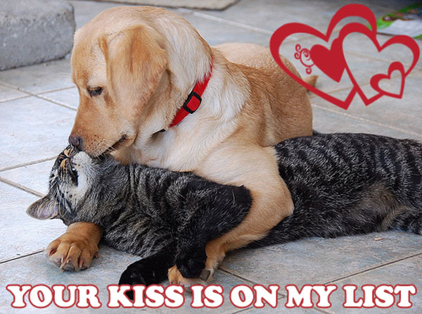 catdogkiss