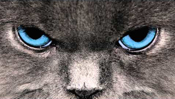 cats-one-percent_module-still