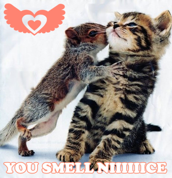 chipmunkkittysniff