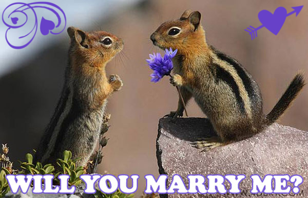 chipmunkproposal