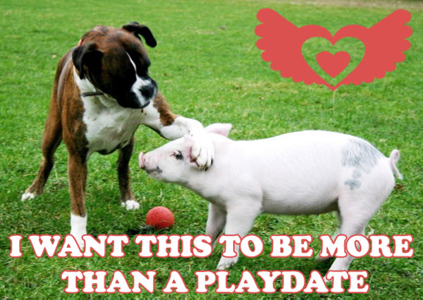 dogpigplaydate