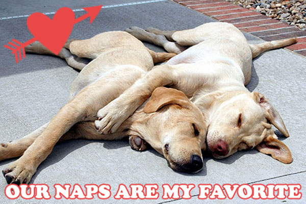 puppynap