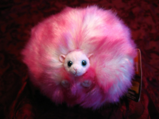 pygmypuff2152012