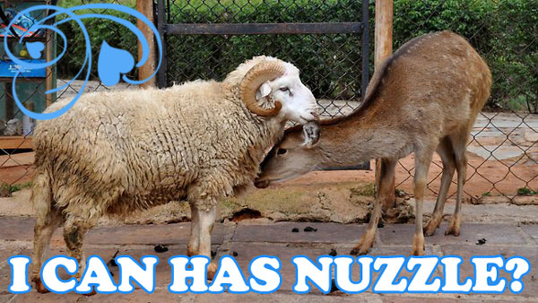 sheepdeernuzzle