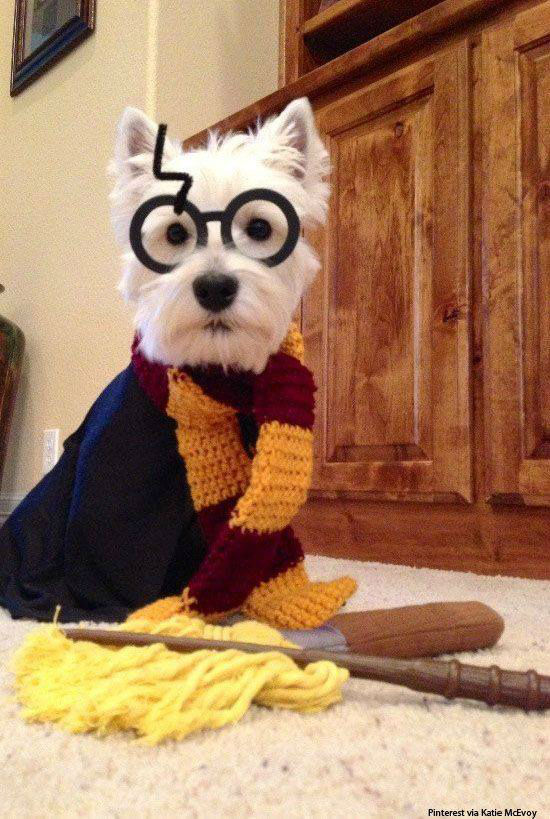 Dog as Harry Potter