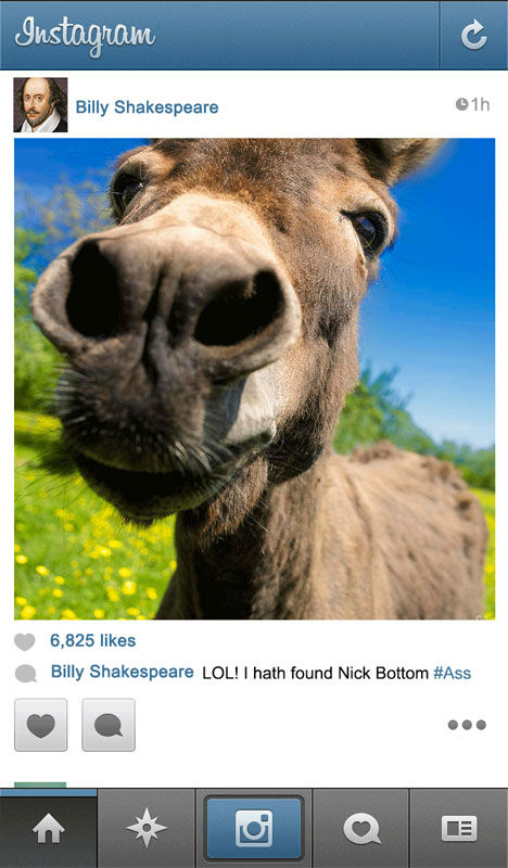 Shakespeare Donkey Instagram