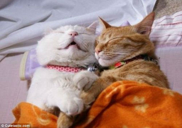 cuddling kittens in blanket
