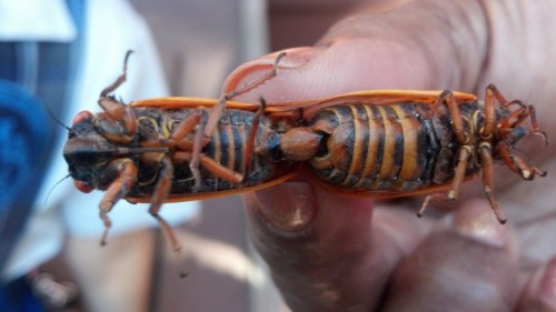 cicada, New year's Diet