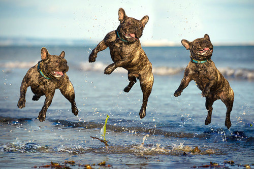 Ralph the French bulldog jumping at Lancing Beach in West Sussex