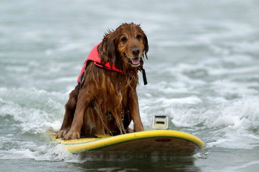 best-2012-surfing-dog-challenge-photos6