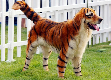 column_dog-halloween-costume-spray-paint-tiger