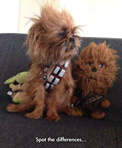 funny-dog-Chewbacca-toy-fur-1