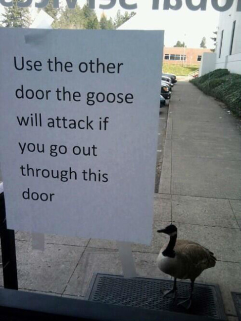 goose-attack